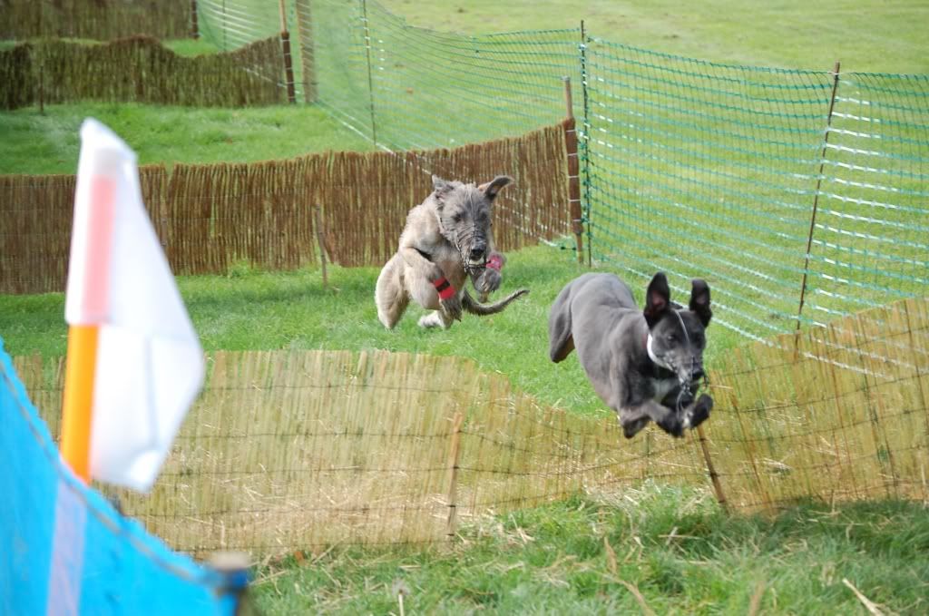 Hurdles1.jpg